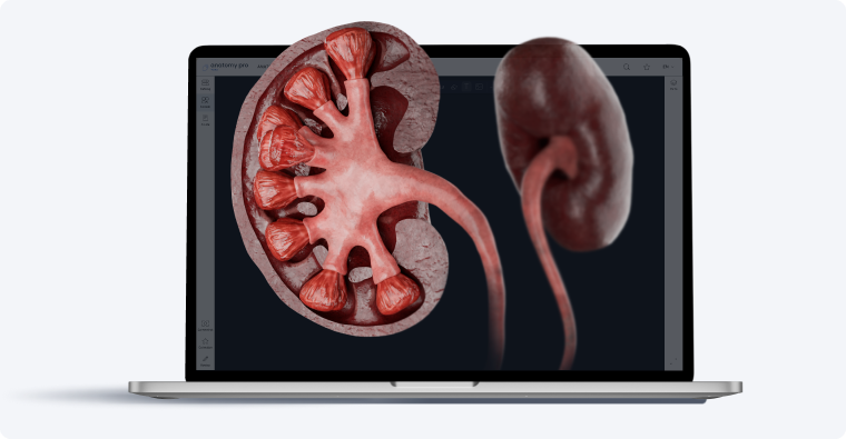 3D anatomy educational software 